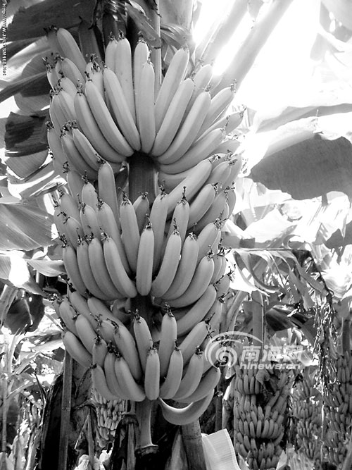 上街区教体局对大自然德鸿幼儿园进行实地评估验收|太阳成集团tyc7111cc(图1) 太阳成集团tyc7111cc