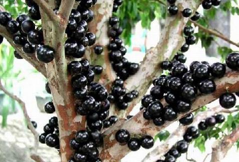 玉林中学石羊校区到柏树九义校开展共同体交流活动:太阳成集团tyc7111cc(图3) 太阳成集团tyc7111cc