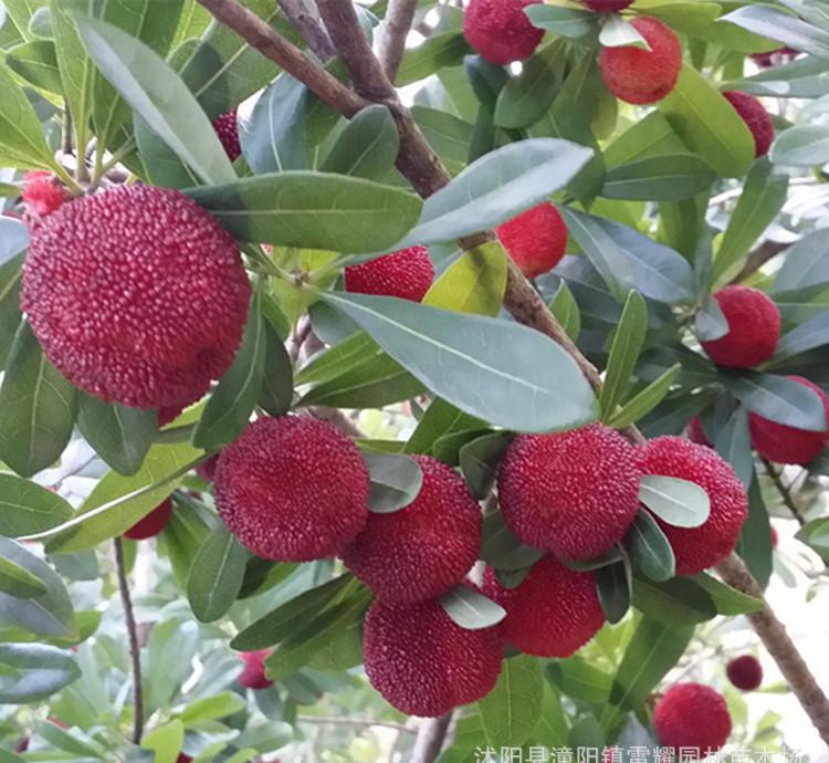 太阳成集团tyc7111cc