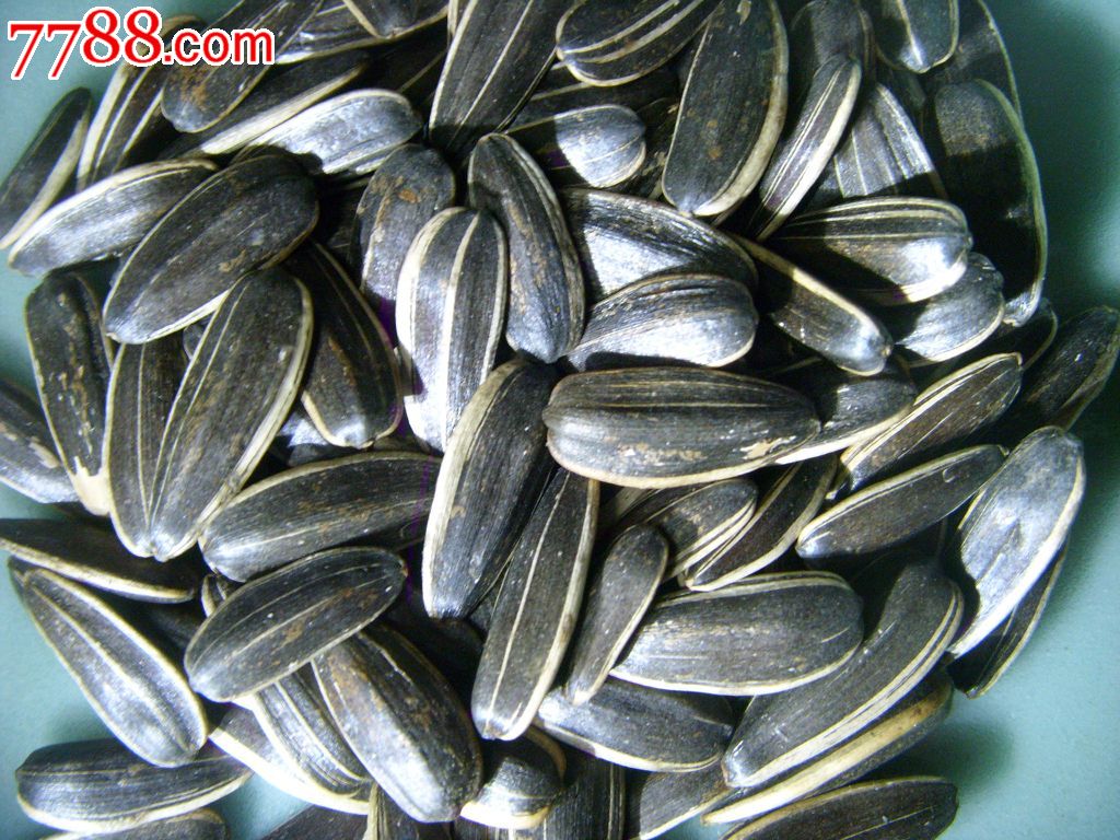 太阳成集团tyc7111cc